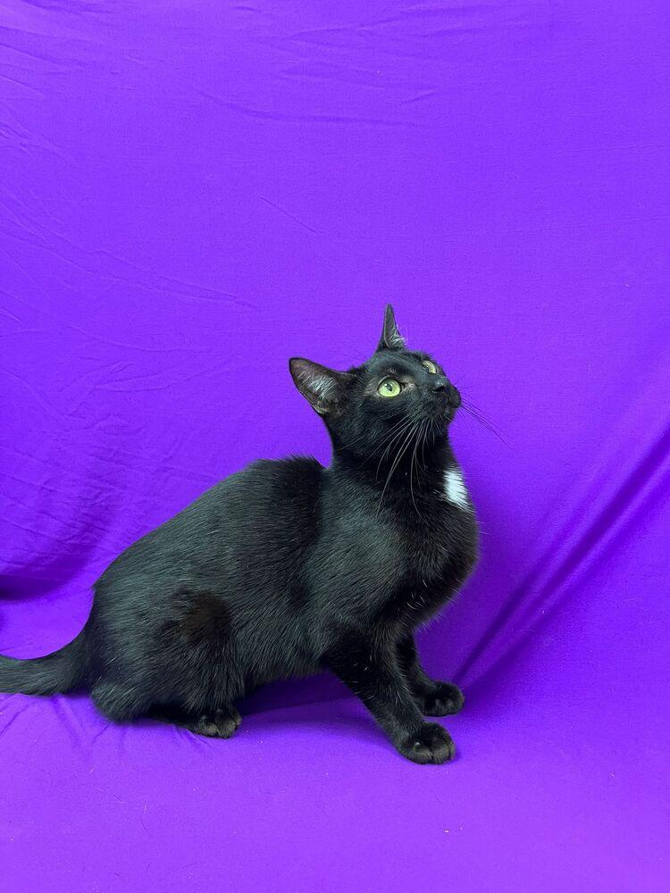 Enlarge Gloria, a Adoptable mixed breed in Calimesa, CA image 2/3