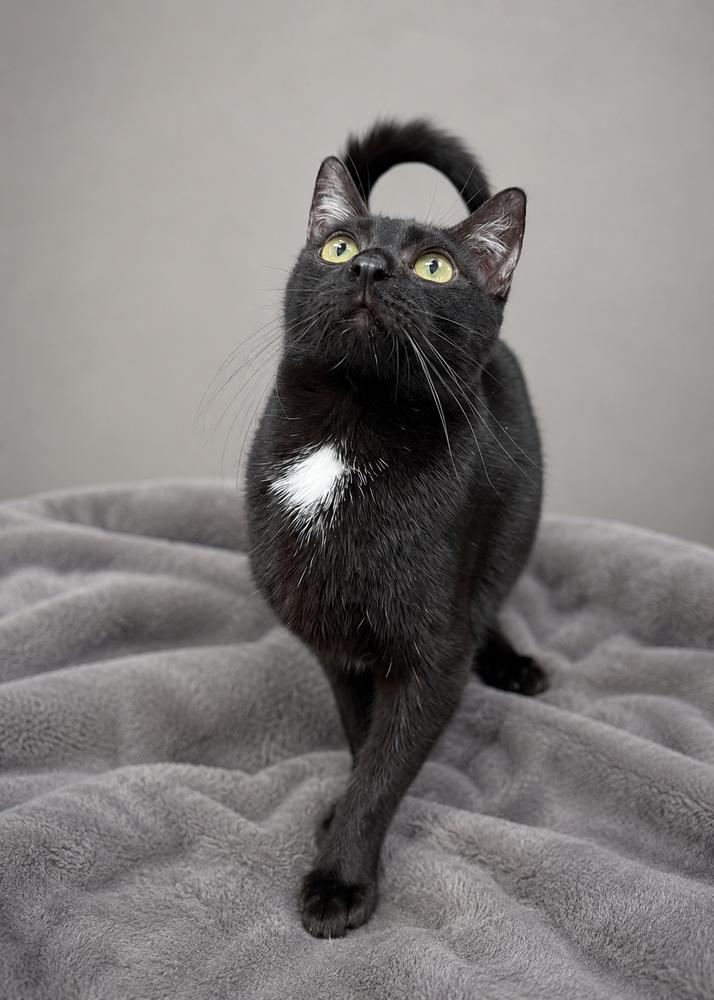 Enlarge Gloria, a Adoptable mixed breed in Calimesa, CA image 1/2
