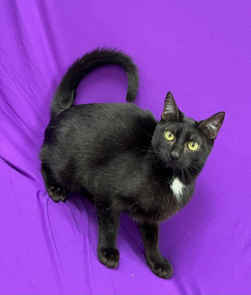 Enlarge Gloria, a Adoptable mixed breed in Calimesa, CA image 3/3