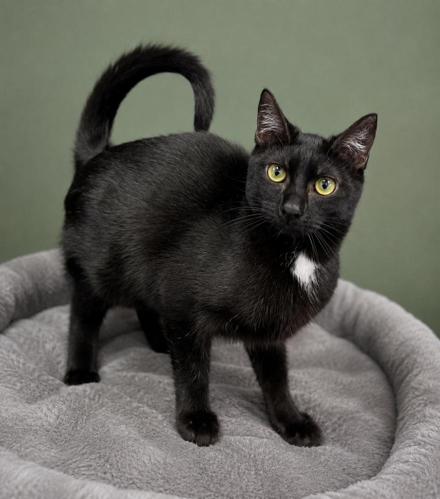 Enlarge Gloria, a Adoptable mixed breed in Calimesa, CA image 2/2