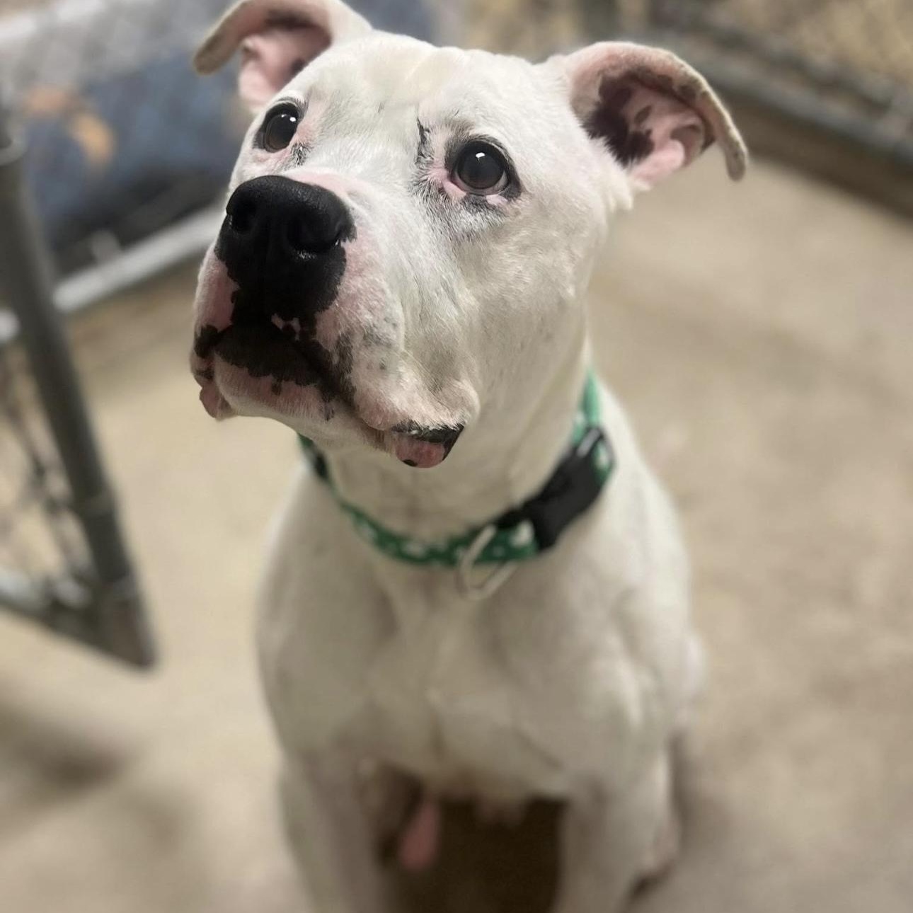 Enlarge Cole, an adopted mixed breed in Godfrey, IL image 1/1