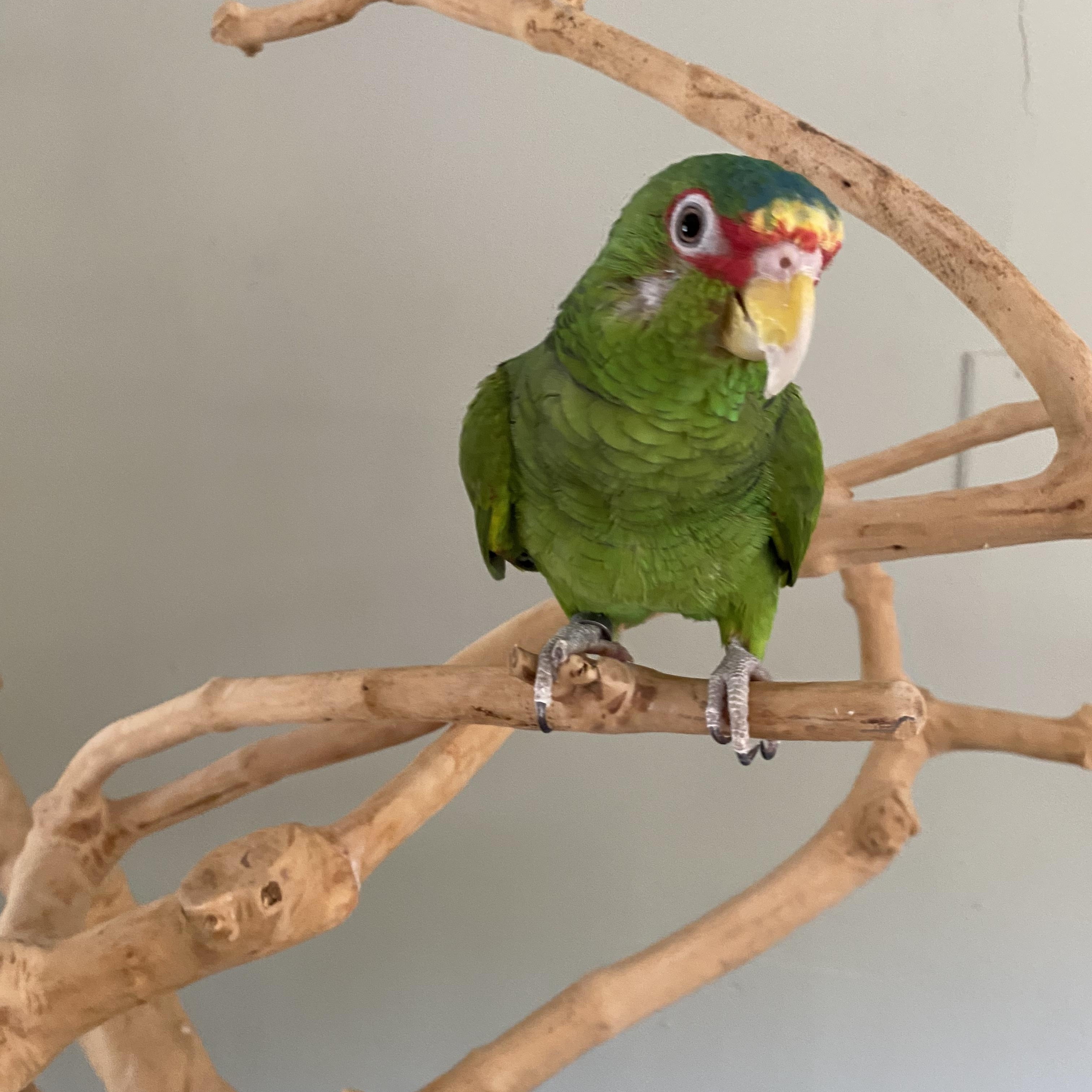 Enlarge Fiji, a Adopted Amazon in Blairstown, NJ image 1/3