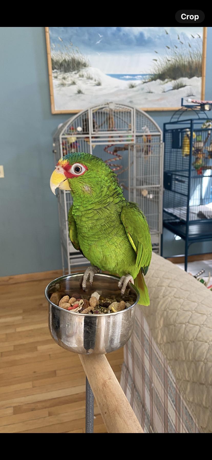 Enlarge Fiji, a Adopted Amazon in Blairstown, NJ image 2/3