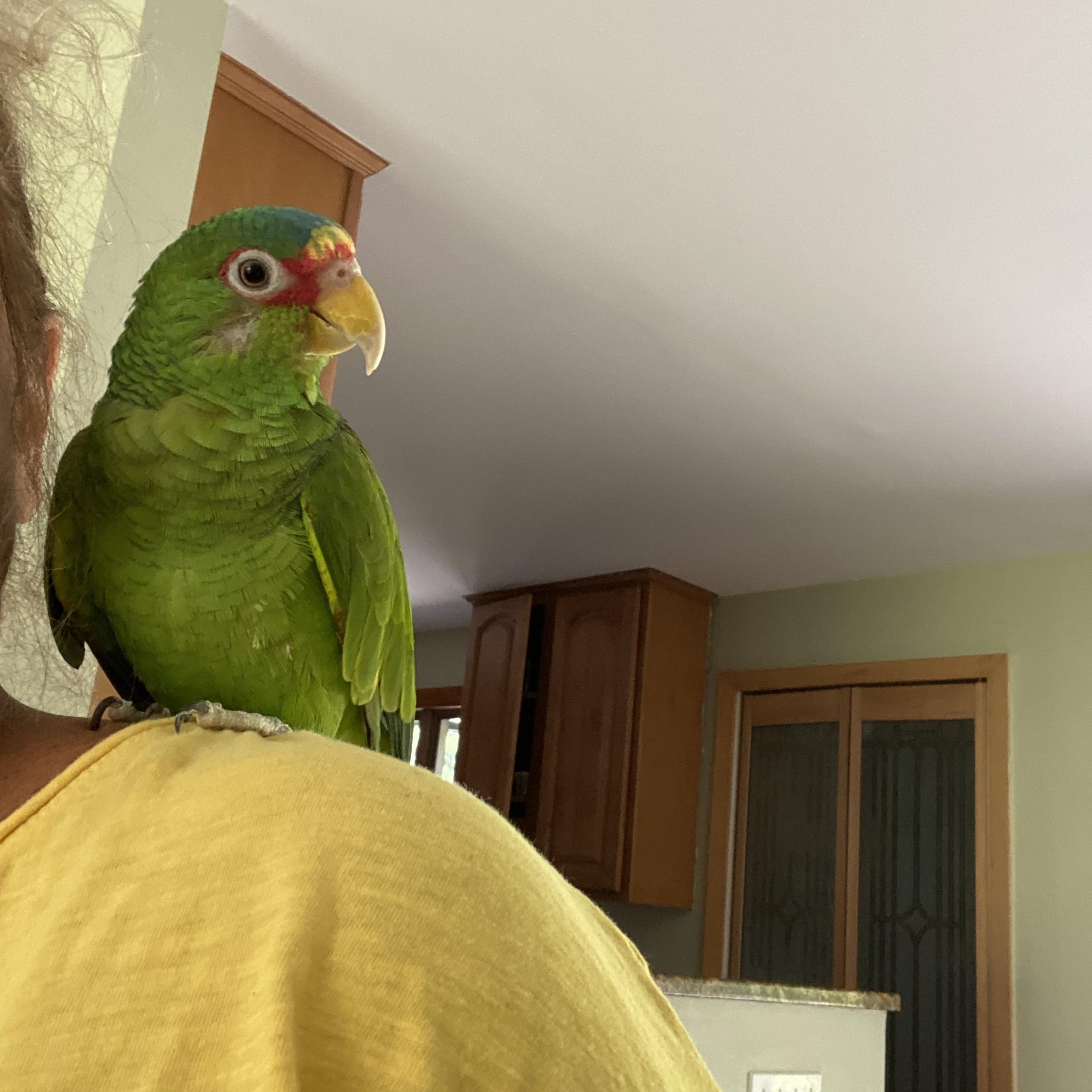 Enlarge Fiji, a Adopted Amazon in Blairstown, NJ image 3/3