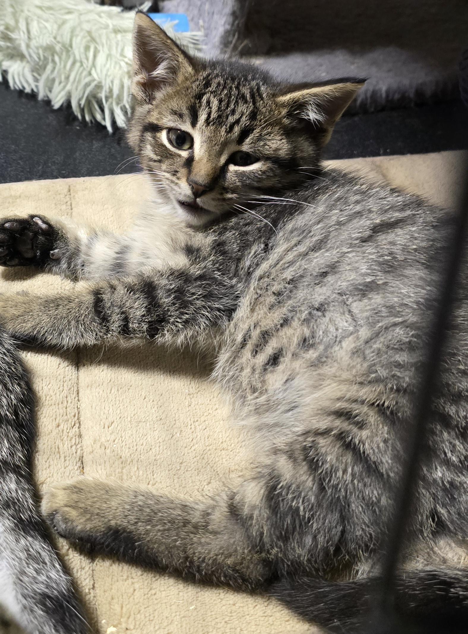 Vinnie, ADOPTABLE, Kitten Male Domestic Short Hair.