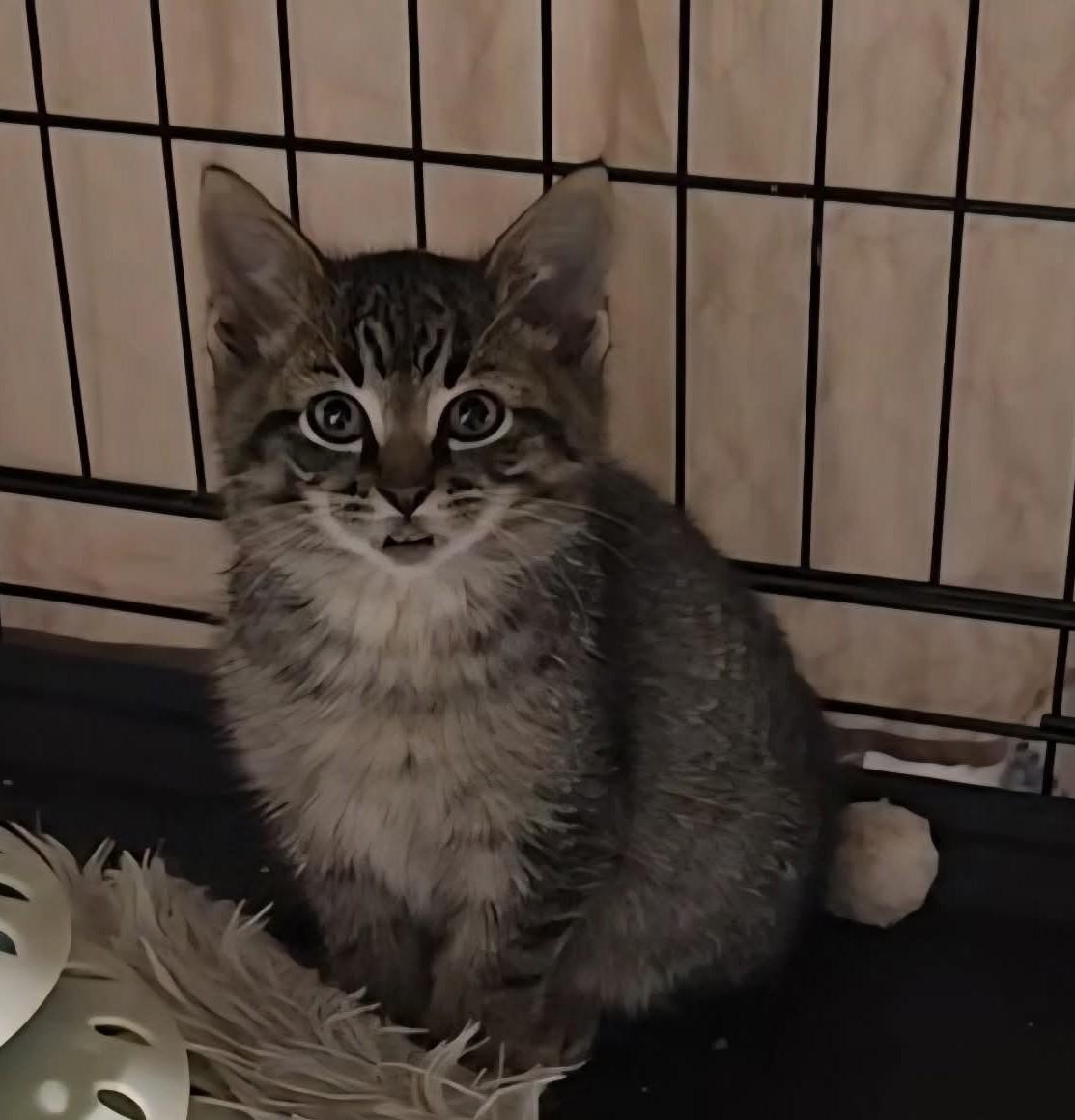 Enlarge Vinnie, a ADOPTABLE Domestic Short Hair in Stevensville, ON image 2/2