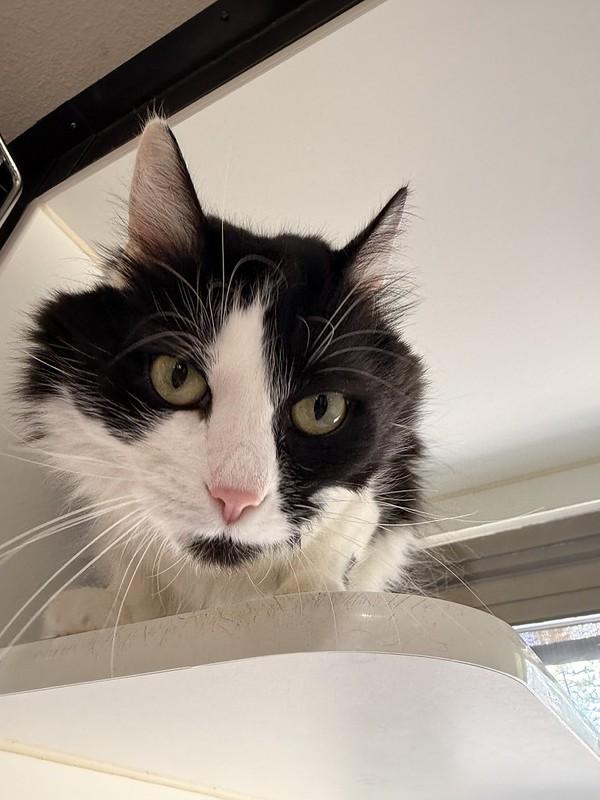 Skelly, a ADOPTABLE Domestic Medium Hair in Truckee, CA image 5/6