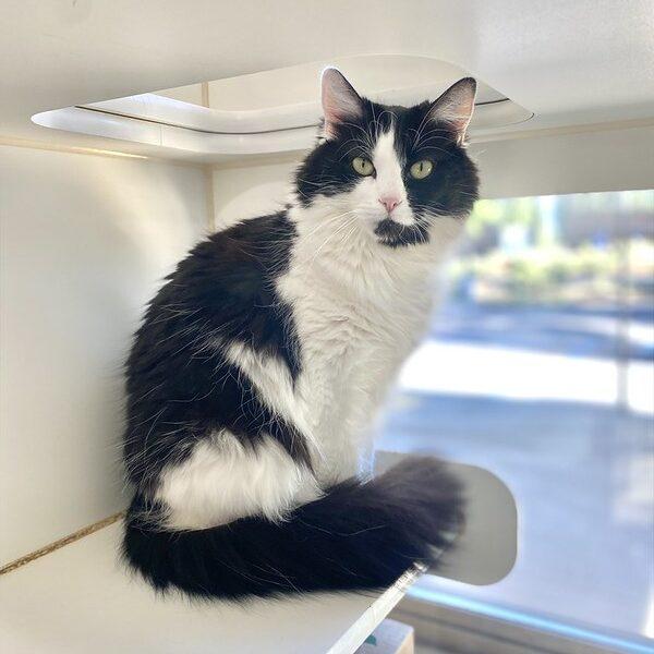 Skelly, a ADOPTABLE Domestic Medium Hair in Truckee, CA image 1/6