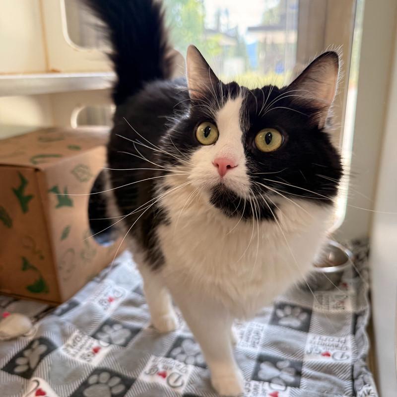 Skelly, a ADOPTABLE Domestic Medium Hair in Truckee, CA image 3/6