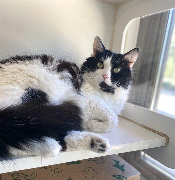 Skelly, a ADOPTABLE Domestic Medium Hair in Truckee, CA image 2/6