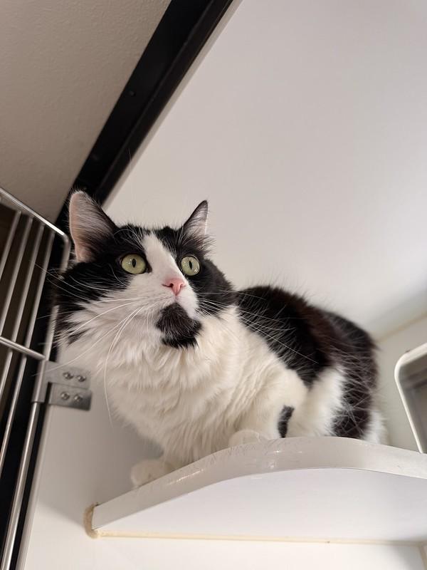 Skelly, a ADOPTABLE Domestic Medium Hair in Truckee, CA image 4/6