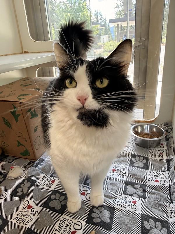 Skelly, a ADOPTABLE Domestic Medium Hair in Truckee, CA image 6/6