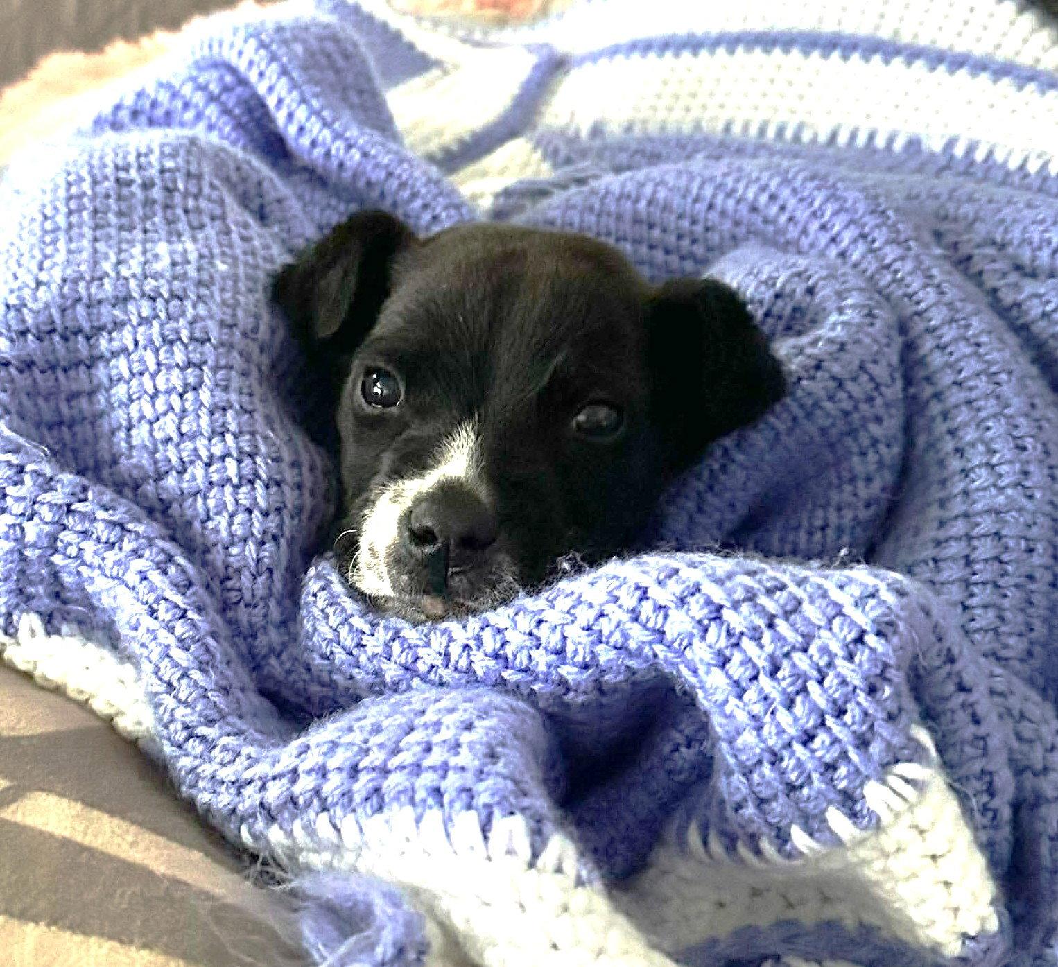 Chip EG in RI, Adoptable, Puppy Male Terrier.