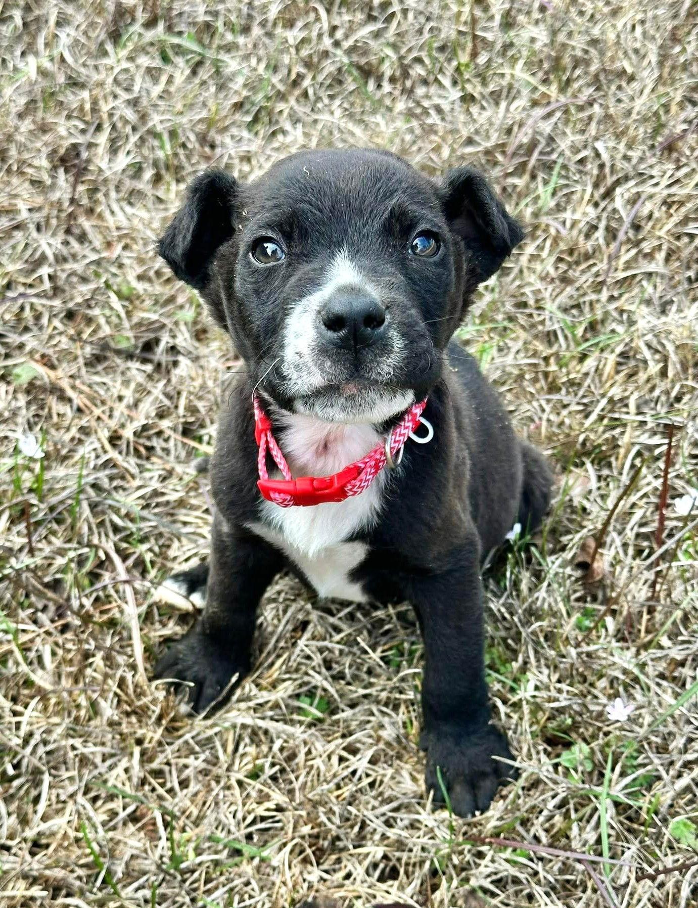 Enlarge Chip EG in RI, a Adoptable Terrier in Warwick, RI image 2/3