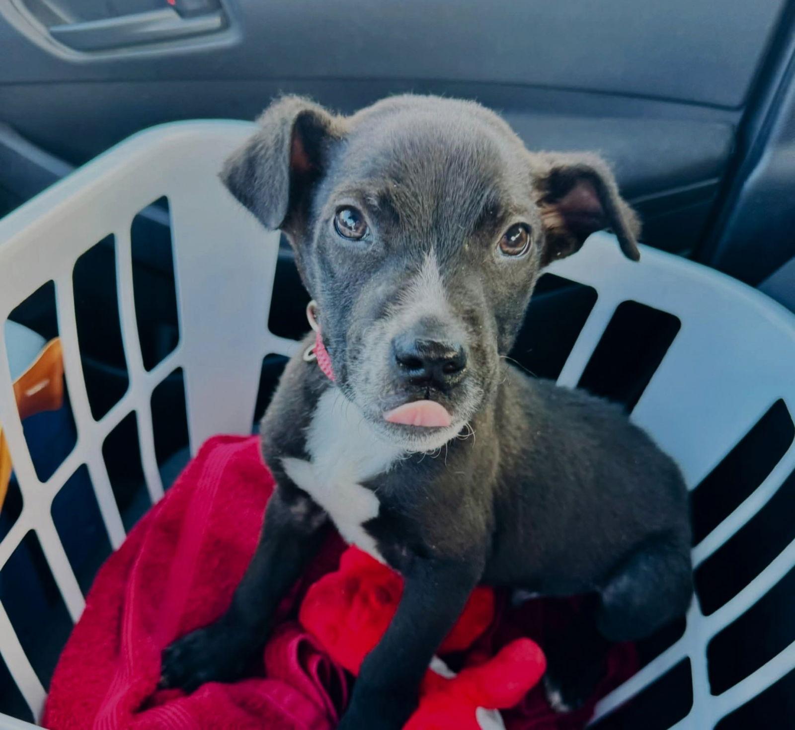 Enlarge Chip EG in RI, a Adoptable Terrier in Warwick, RI image 3/3