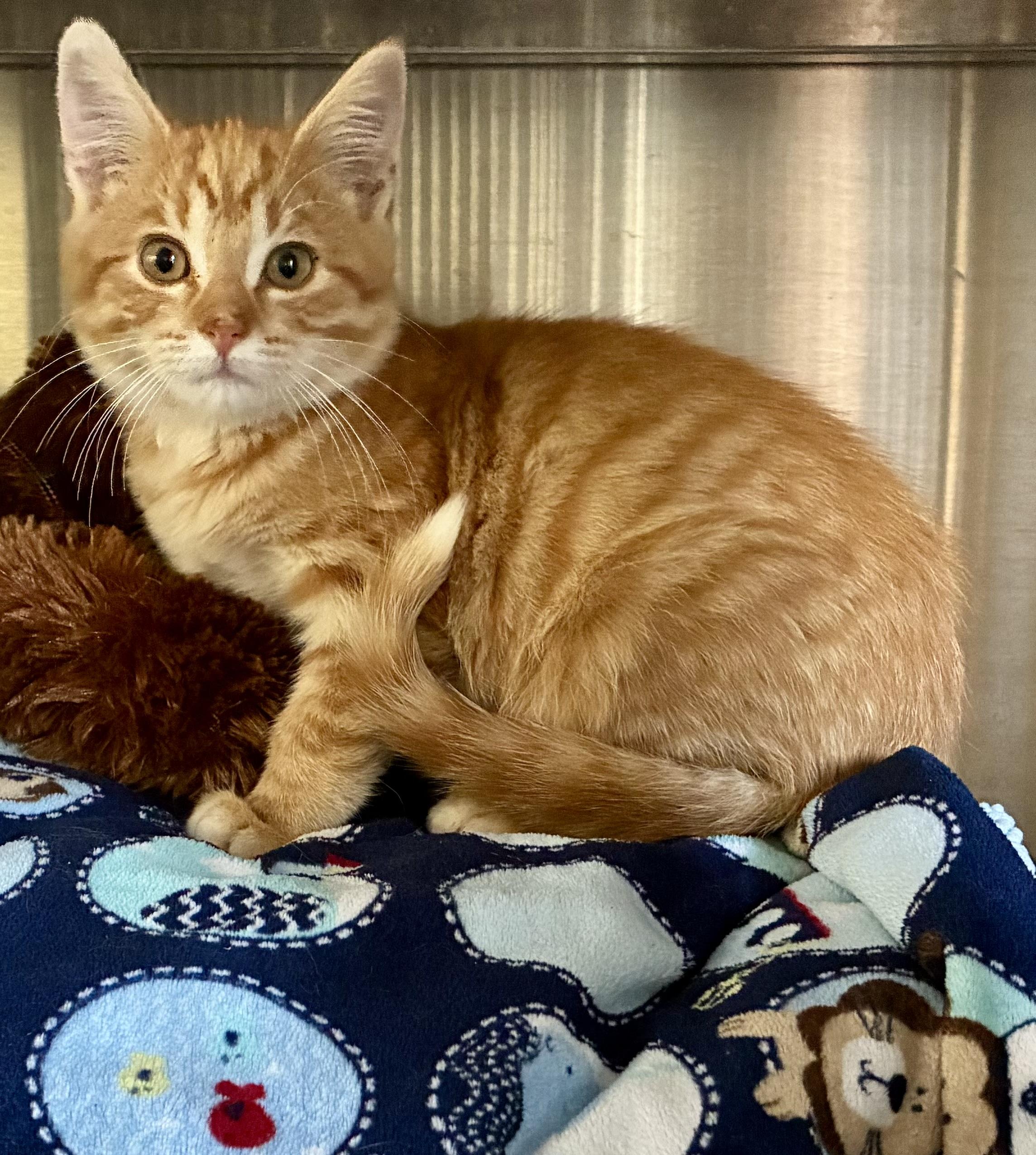 Enlarge Simba, a Adoptable Tabby in Sandusky, MI image 4/4
