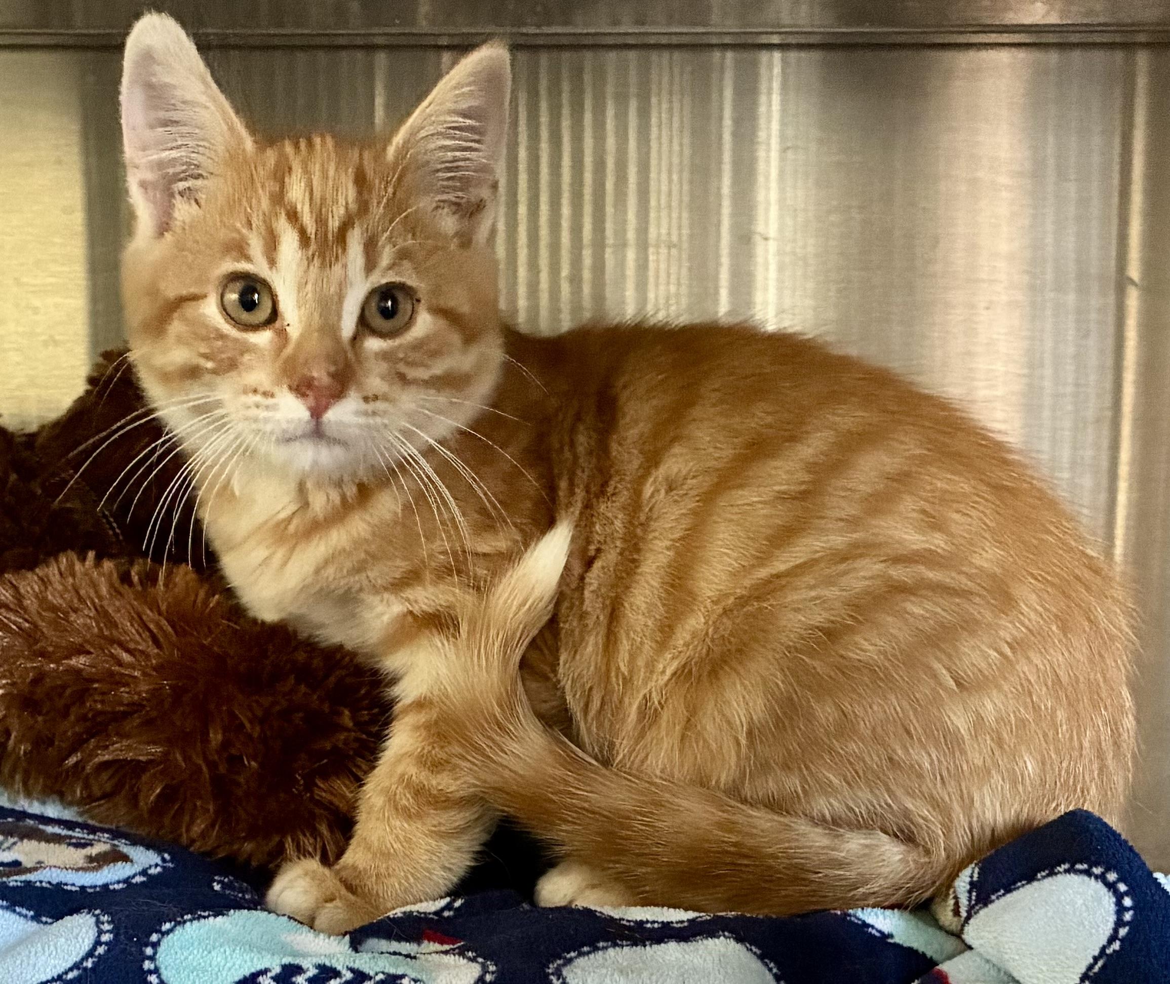 Simba, Adoptable, Young Male Tabby.