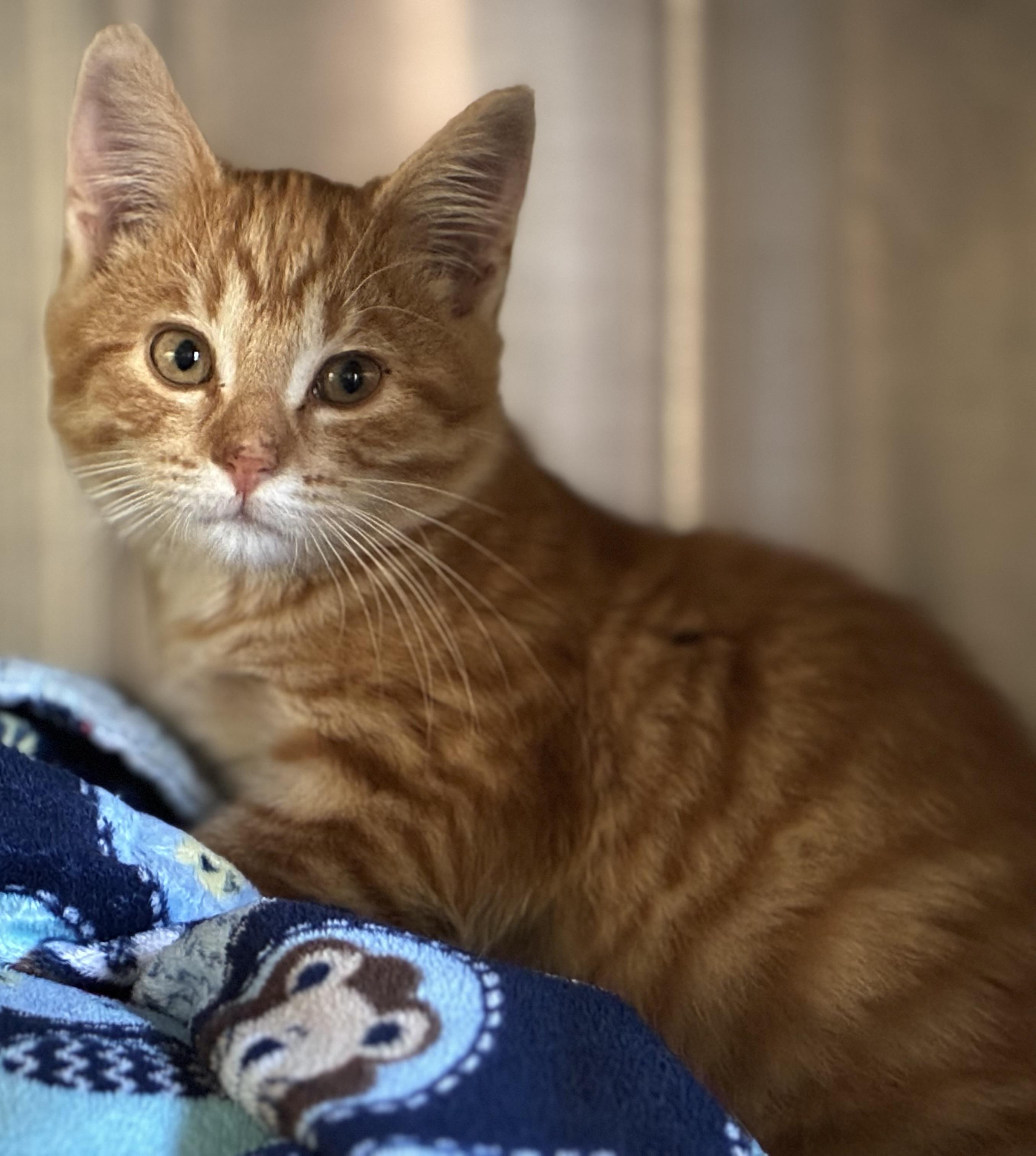 Enlarge Simba, a Adoptable Tabby in Sandusky, MI image 2/4