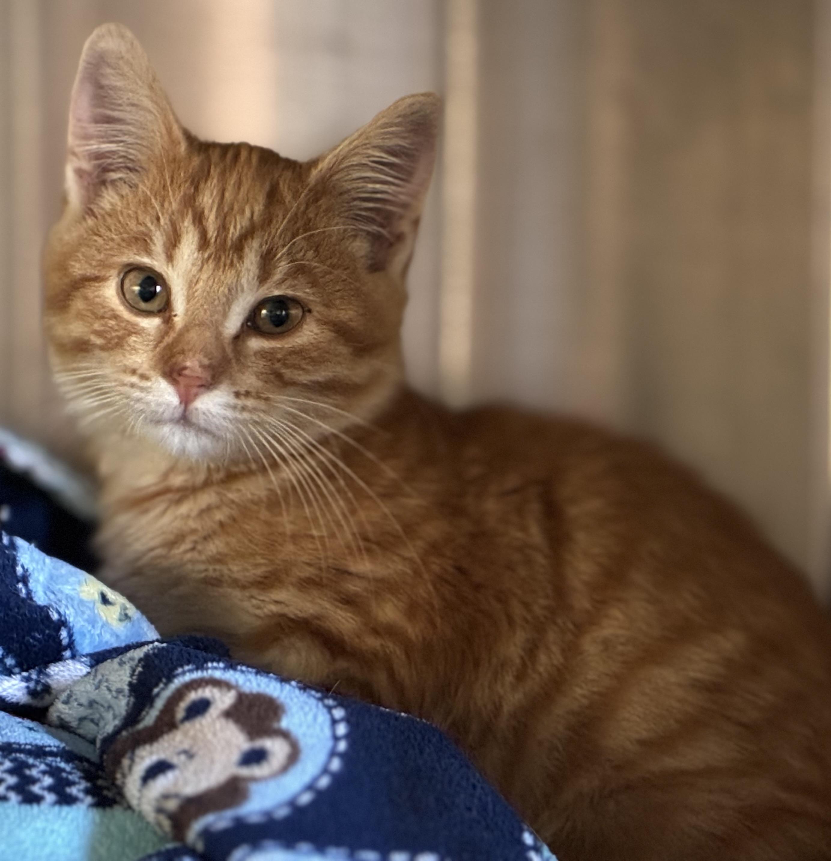 Enlarge Simba, a Adoptable Tabby in Sandusky, MI image 3/4