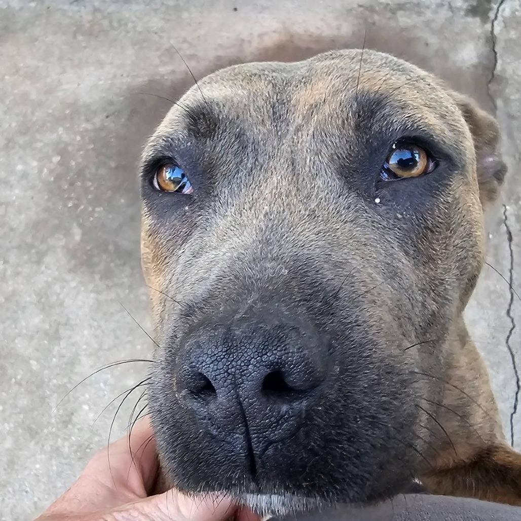 Enlarge Journey (Hwy Baby 2), a Adoptable Pit Bull Terrier in Myrtle Beach, SC image 1/5
