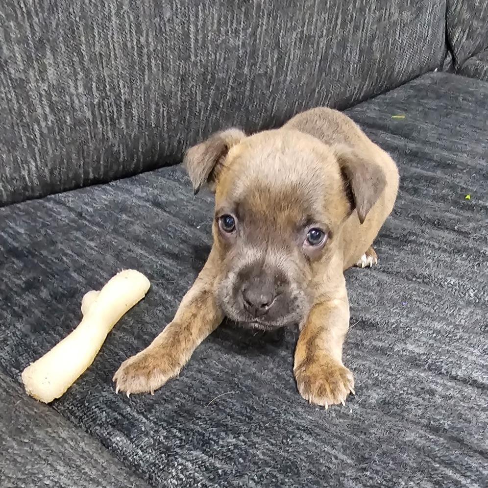 Enlarge Journey (Hwy Baby 2), a Adoptable Pit Bull Terrier in Myrtle Beach, SC image 4/5