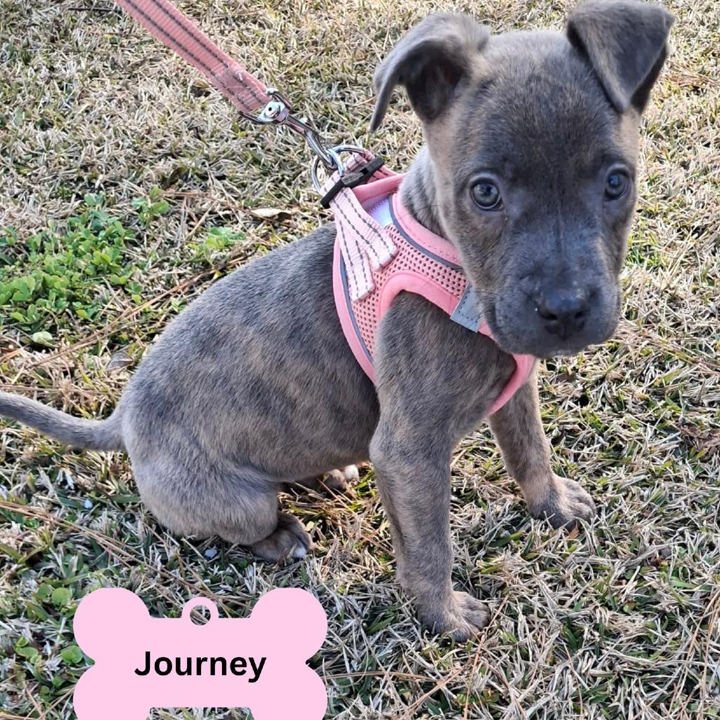 Enlarge Journey (Hwy Baby 2), a Adoptable Pit Bull Terrier in Myrtle Beach, SC image 5/5