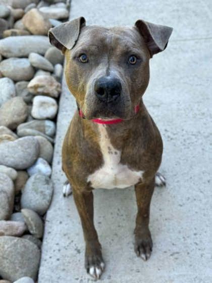 Andouille, Adoptable, Adult Male Terrier & Mixed Breed.