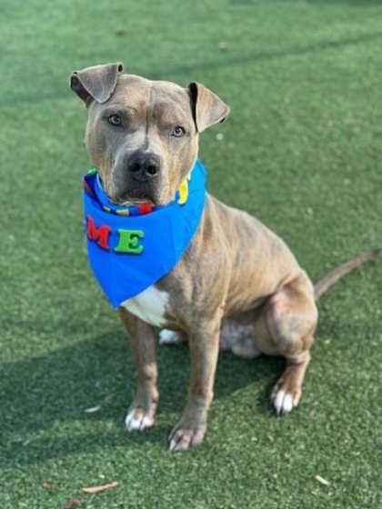 Enlarge Andouille, a Adoptable mixed breed in Gastonia, NC image 2/3