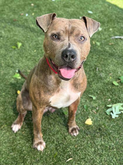 Enlarge Andouille, a Adoptable mixed breed in Gastonia, NC image 3/3