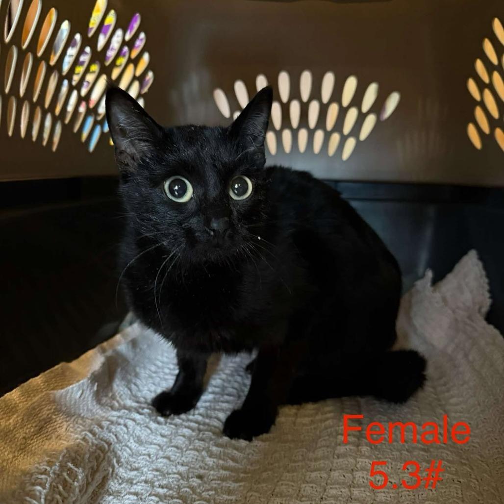 Enlarge Dove, a Adoptable Domestic Short Hair in Spring Hill, KS image 1/1