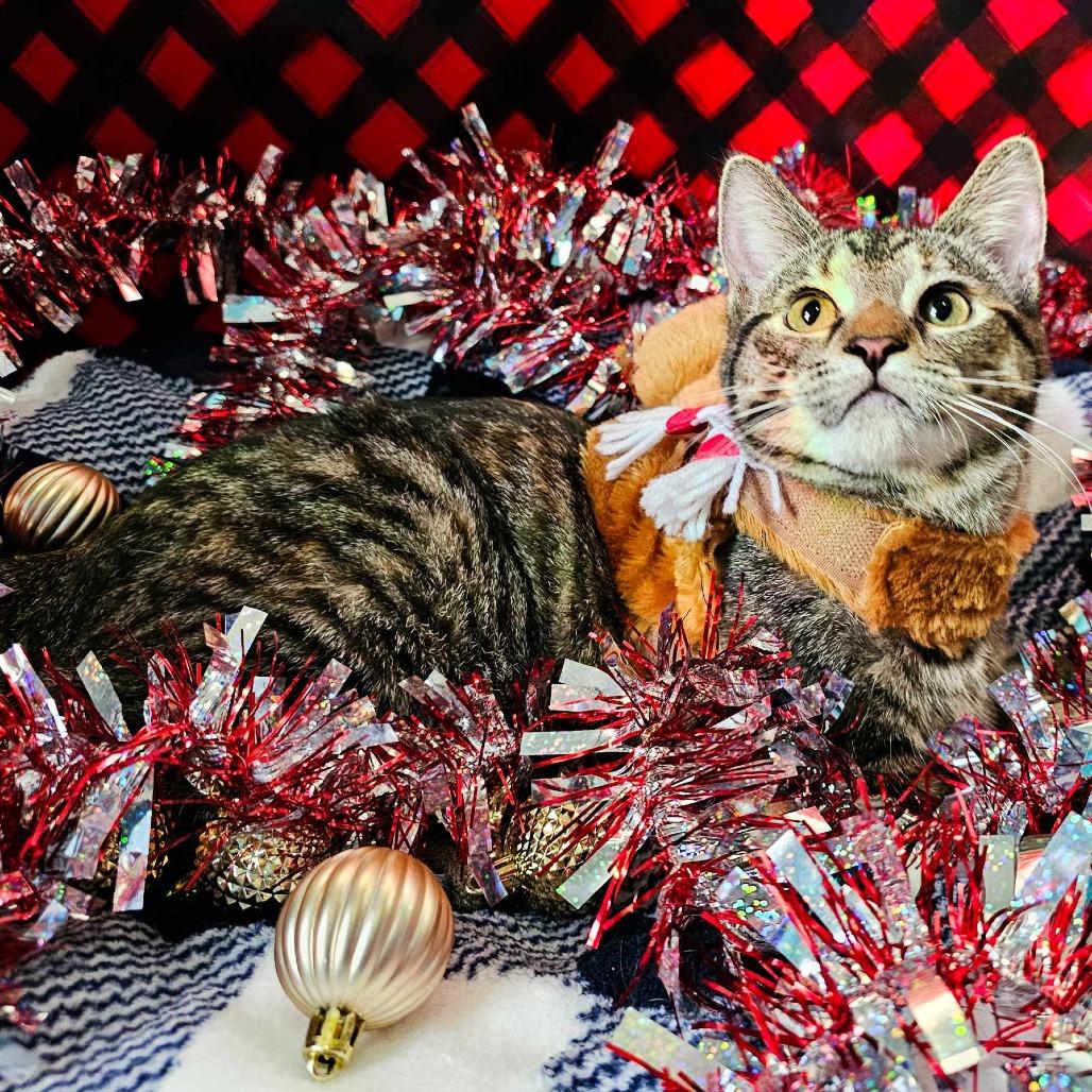 Brownie Batter, Adoptable, Adult Female Domestic Short Hair.