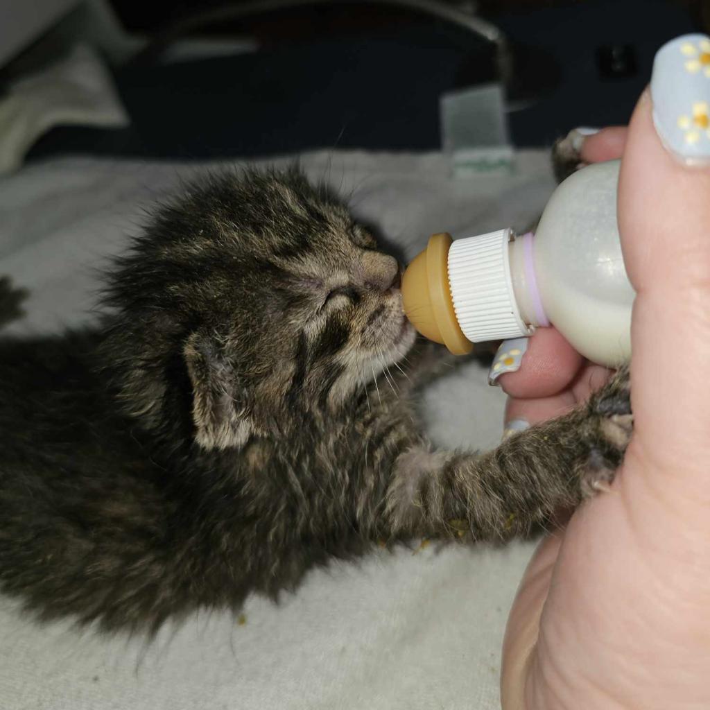 Enlarge Brownie Batter, a Adoptable Domestic Short Hair in Danville, IL image 2/2