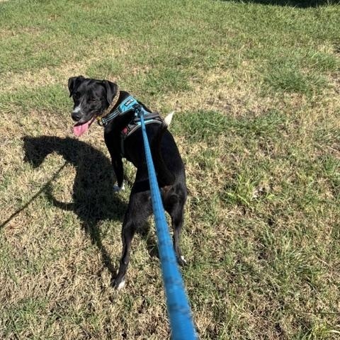Enlarge Cleetus, a Adoptable mixed breed in Henrietta, TX image 2/2