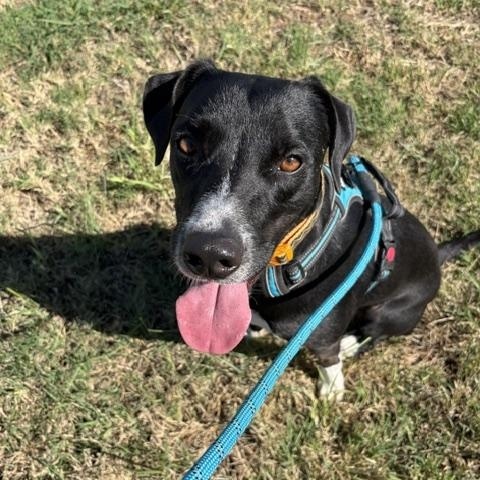 Cleetus, Adoptable, Young Male Border Collie.