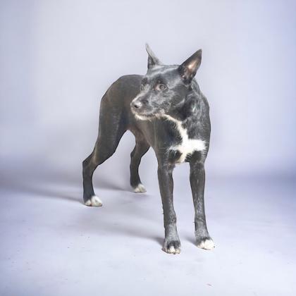 Princess, Adult Female Mixed Breed