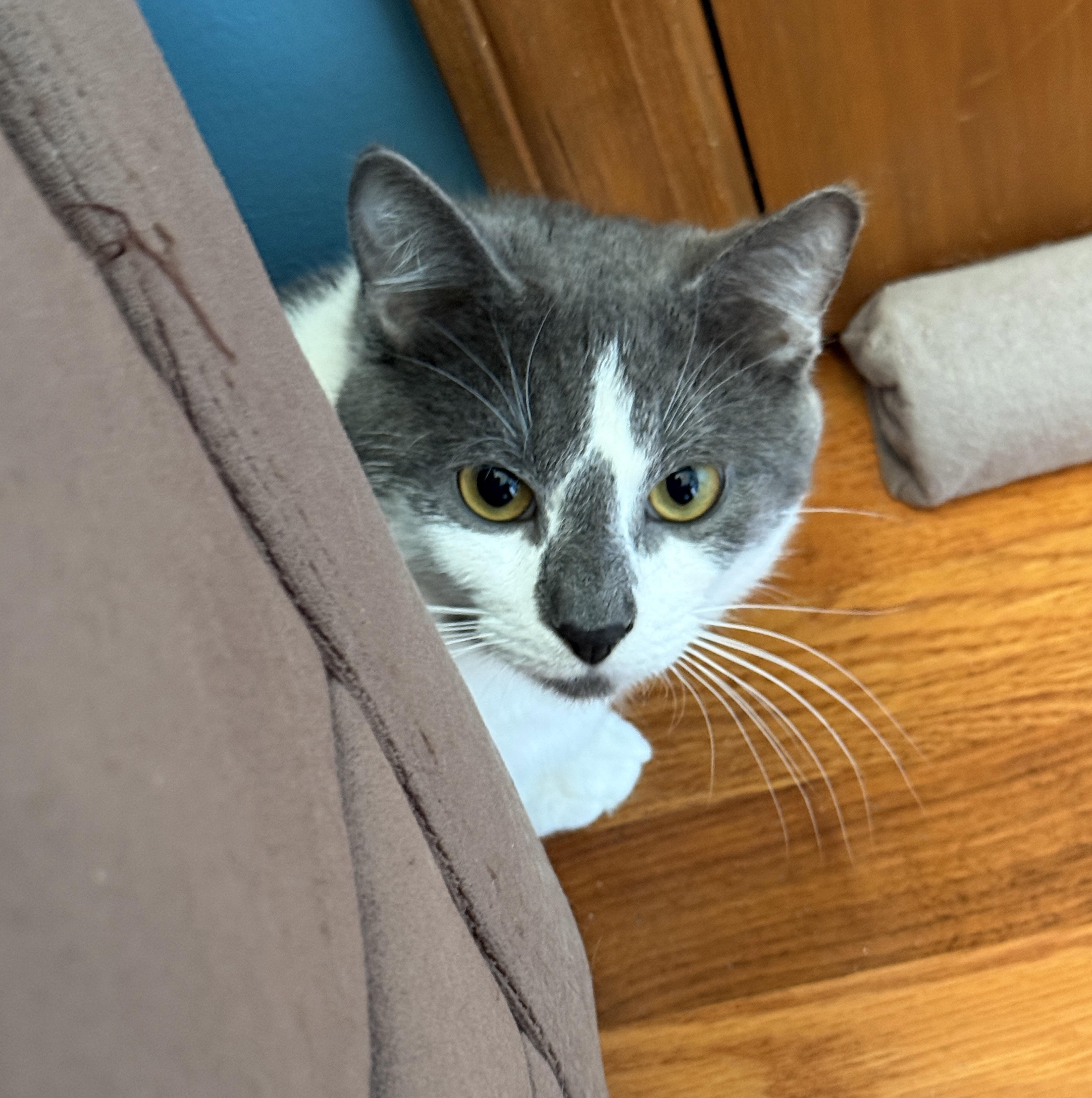 Enlarge Falcon, a Adoptable Domestic Short Hair in Sterling Heights, MI image 2/3