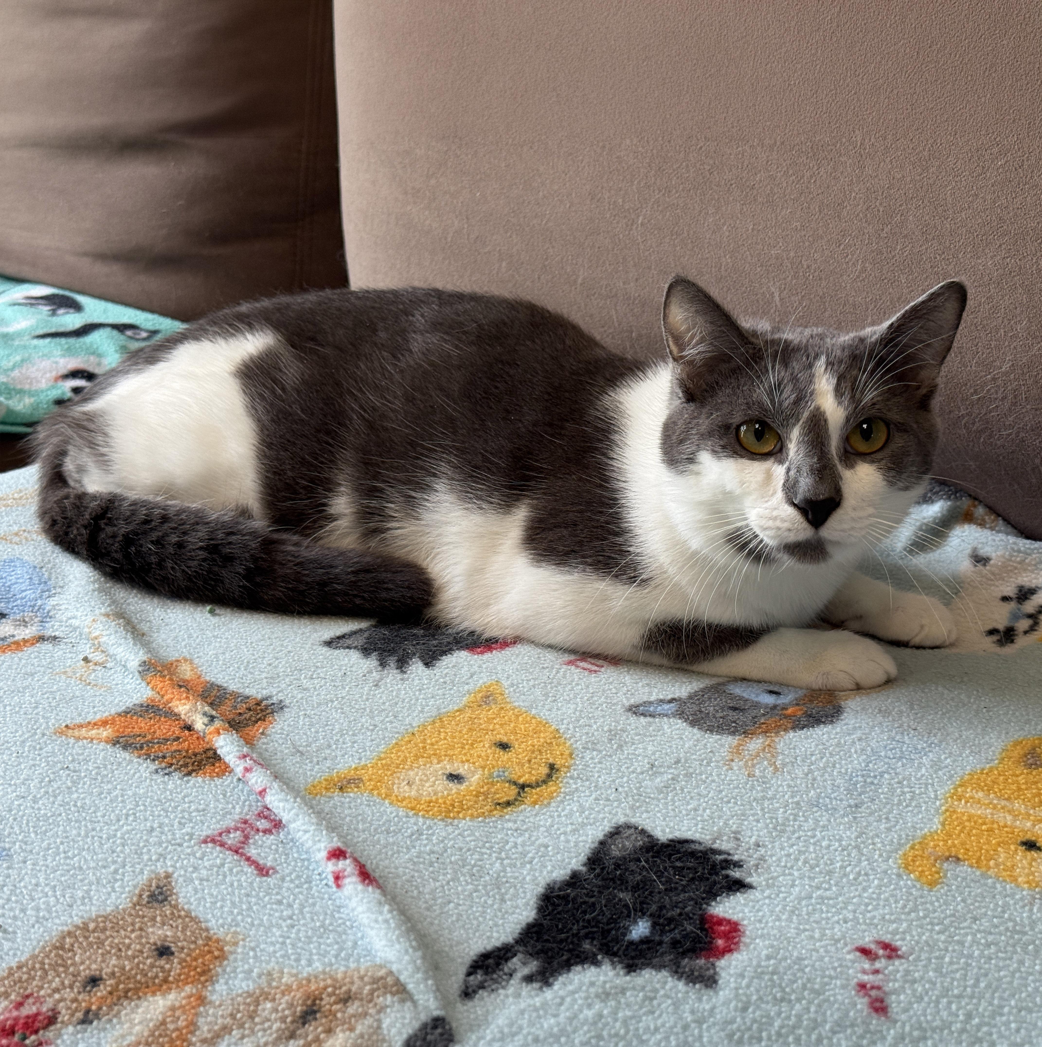 Enlarge Falcon, a Adoptable Domestic Short Hair in Sterling Heights, MI image 1/3