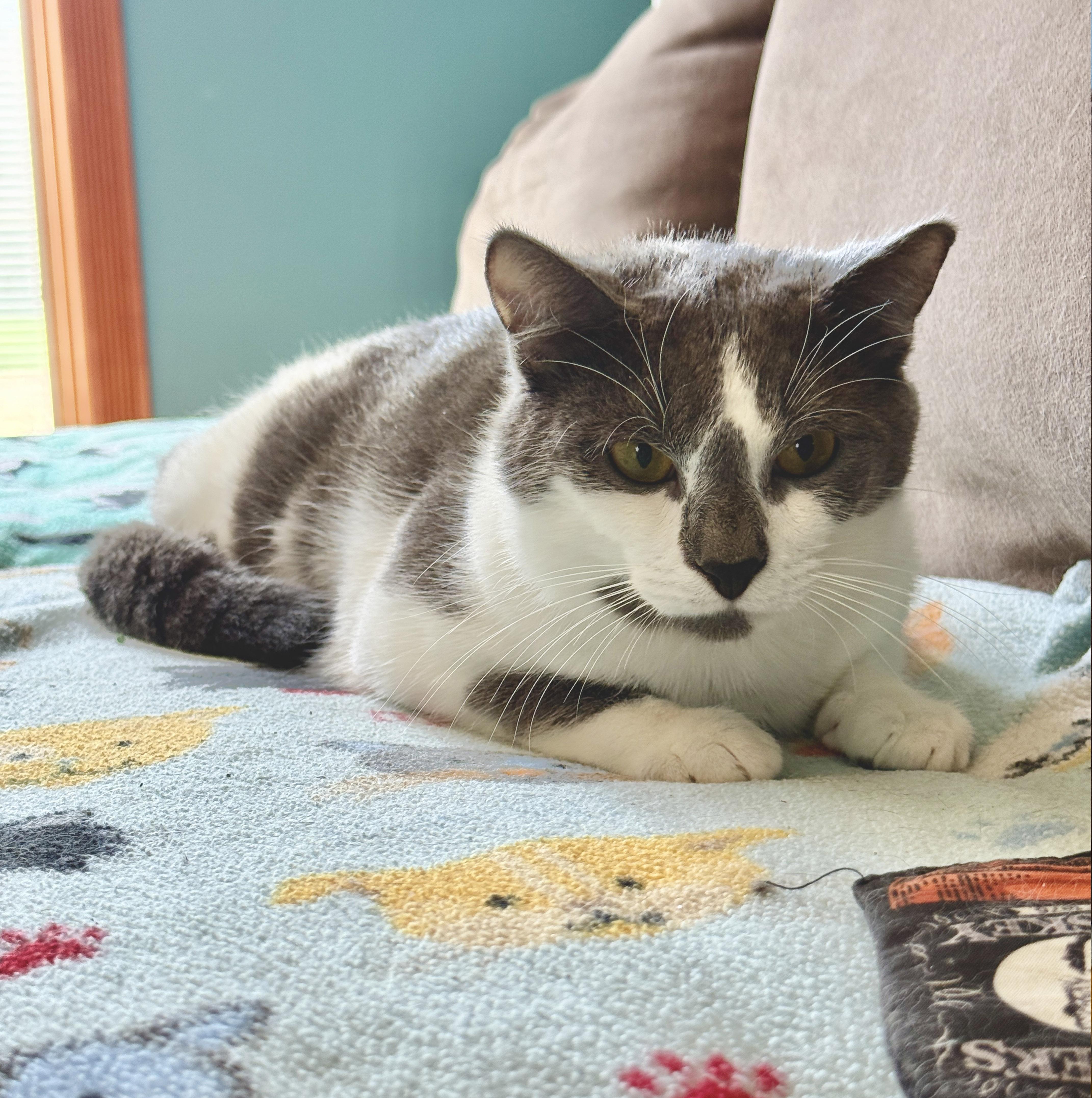 Enlarge Falcon, a Adoptable Domestic Short Hair in Sterling Heights, MI image 3/3