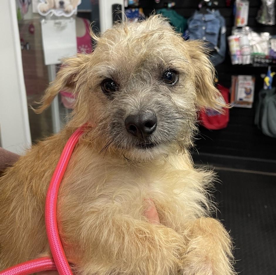 Flurry ~ new arrival, Adoptable, Adult Male Cairn Terrier & Chihuahua.