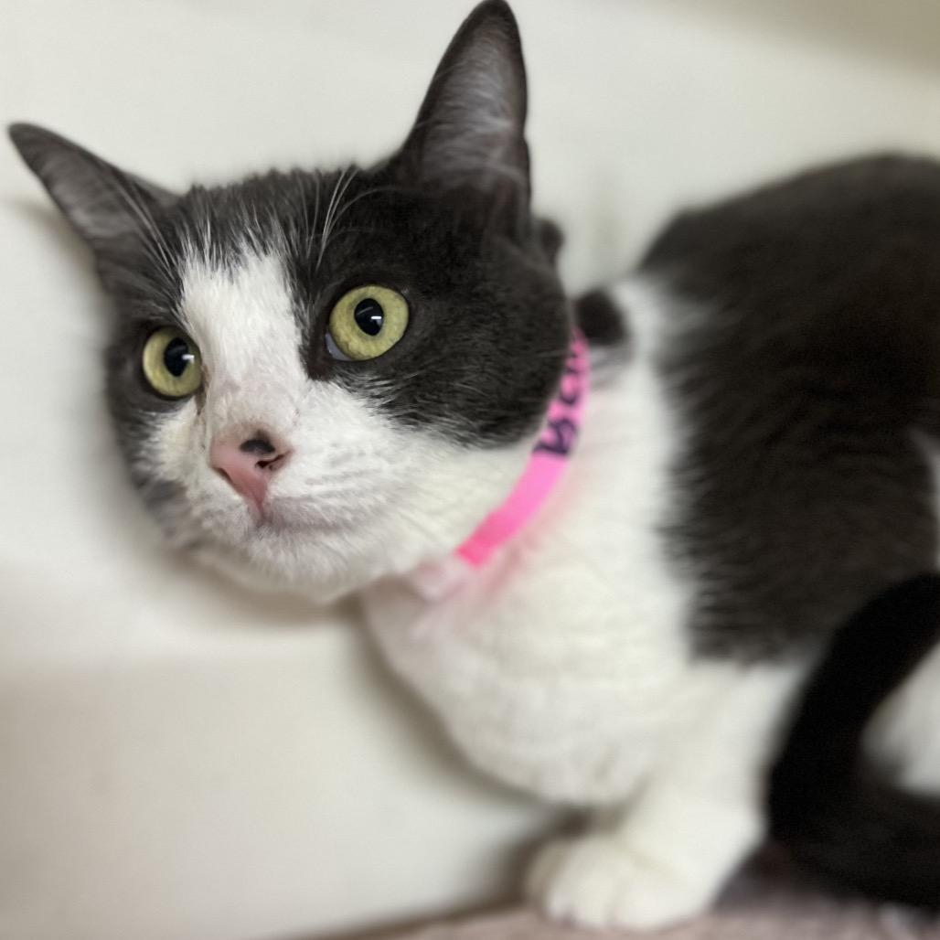 Enlarge Bella, a Adoptable American Shorthair in Newberg, OR image 1/1