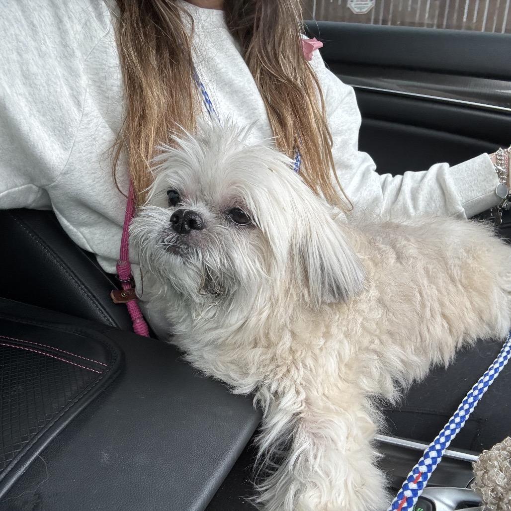 Krisanta, Adoptable, Senior Female Shih Tzu.