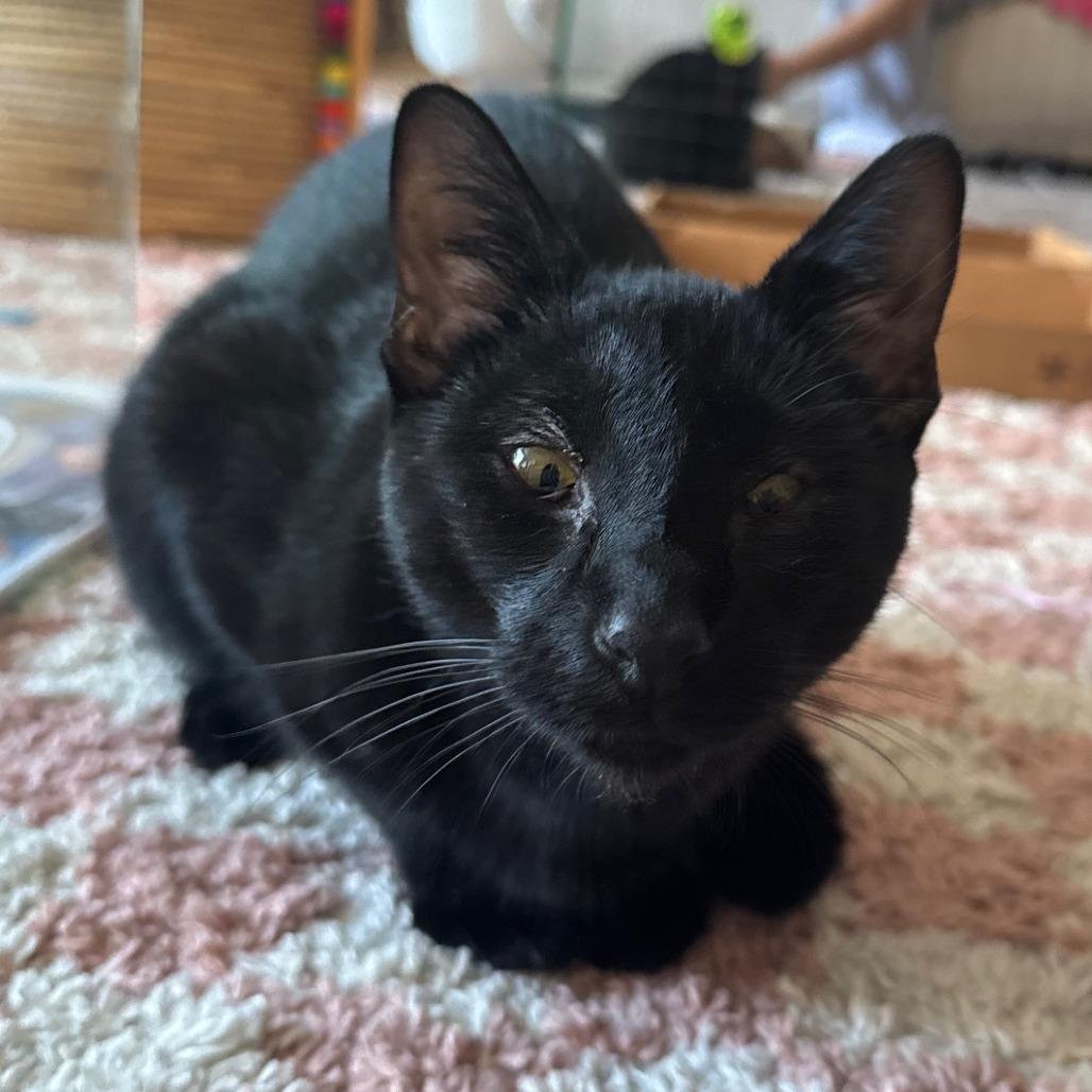 Tofu Satay, Adoptable, Adult Male Domestic Short Hair.