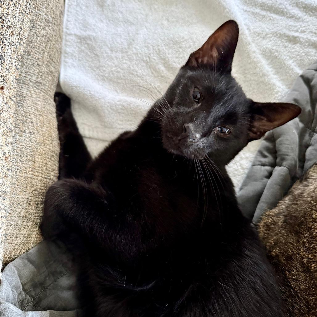 Enlarge Tofu Satay, a Adoptable Domestic Short Hair in Los Angeles, CA image 2/6