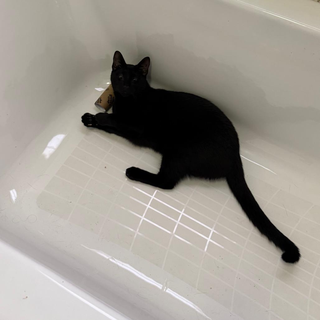 Enlarge Tofu Satay, a Adoptable Domestic Short Hair in Los Angeles, CA image 3/6