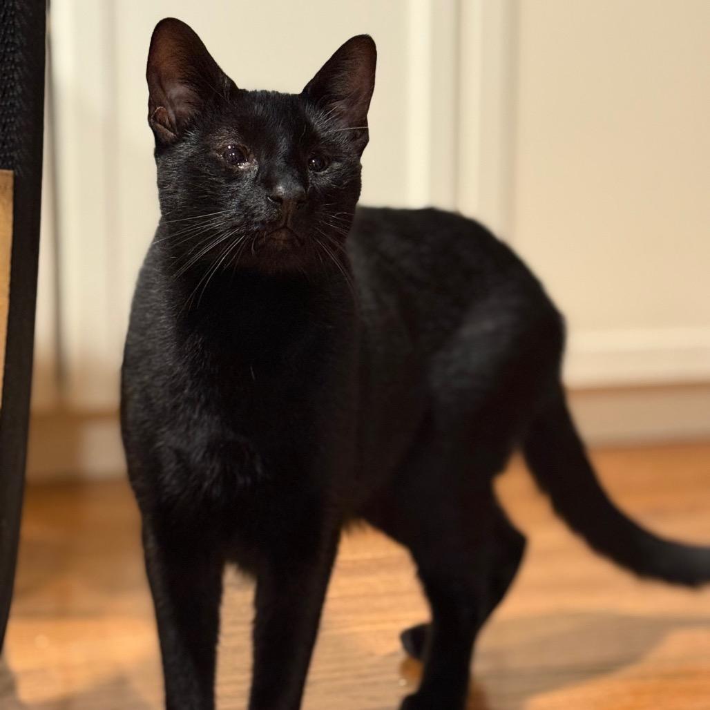 Enlarge Tofu Satay, a Adoptable Domestic Short Hair in Los Angeles, CA image 4/6