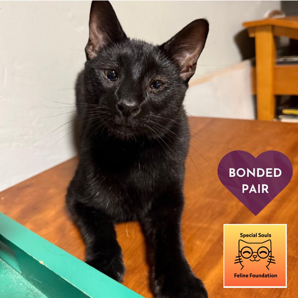 Enlarge Tofu Satay, a Adoptable Domestic Short Hair in Los Angeles, CA image 4/6