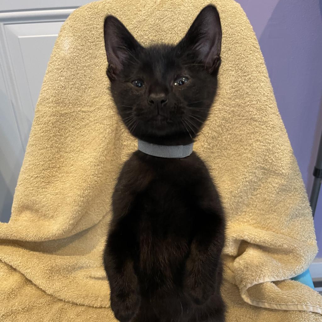 Enlarge Tofu Satay, a Adoptable Domestic Short Hair in Los Angeles, CA image 5/6