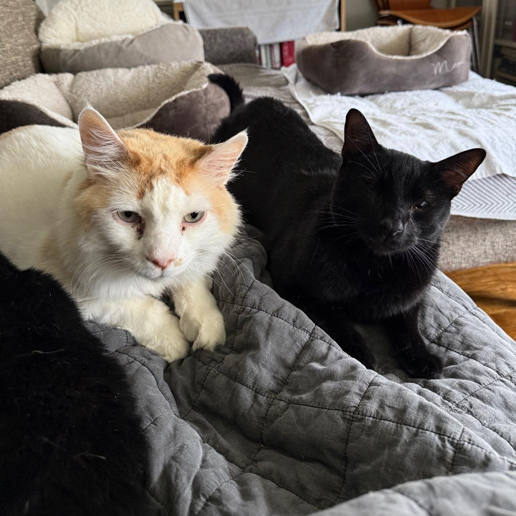 Enlarge Tofu Satay, a Adoptable Domestic Short Hair in Los Angeles, CA image 6/6