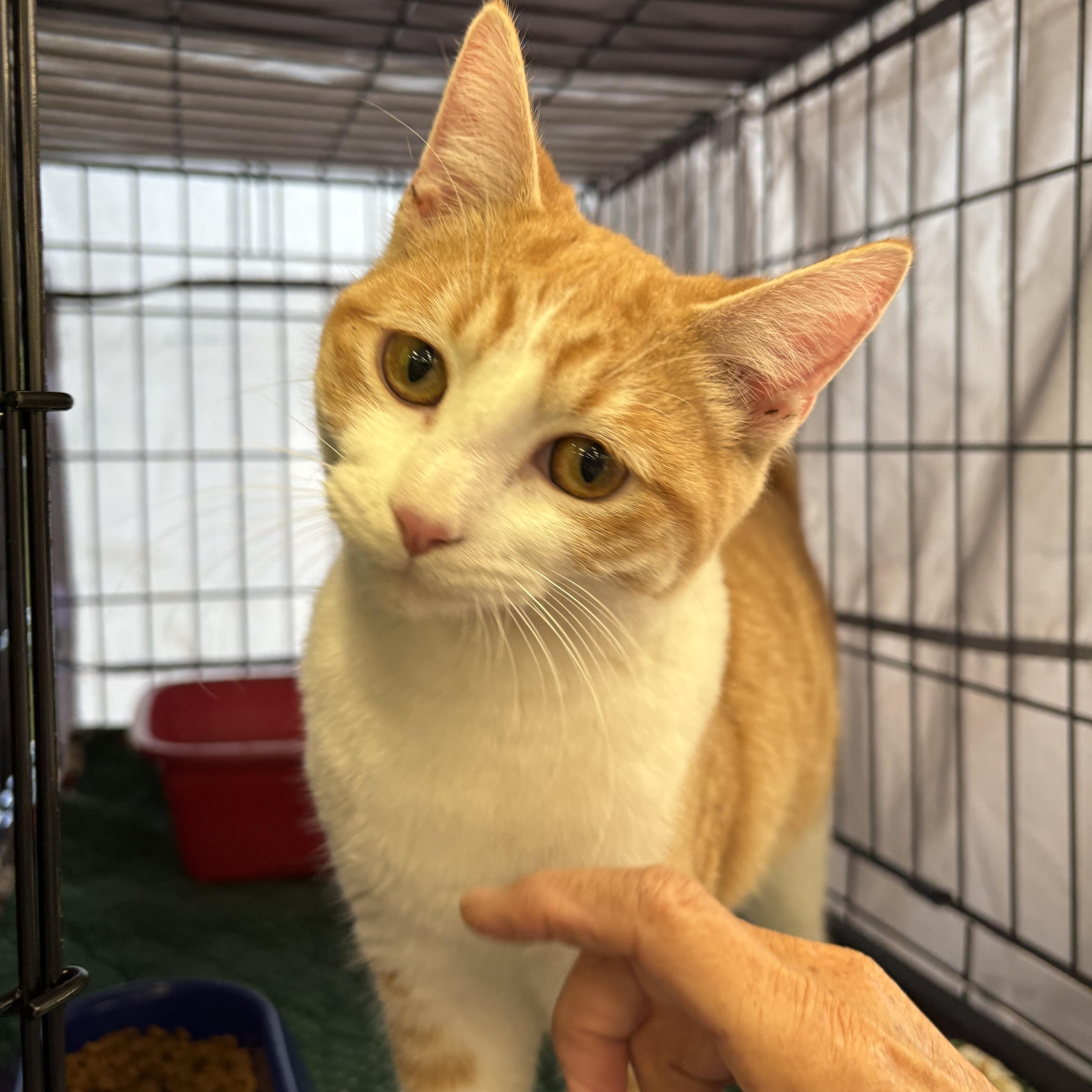Turmeric/Goldie, a Adoptable Domestic Short Hair in La Canada, CA image 1/3