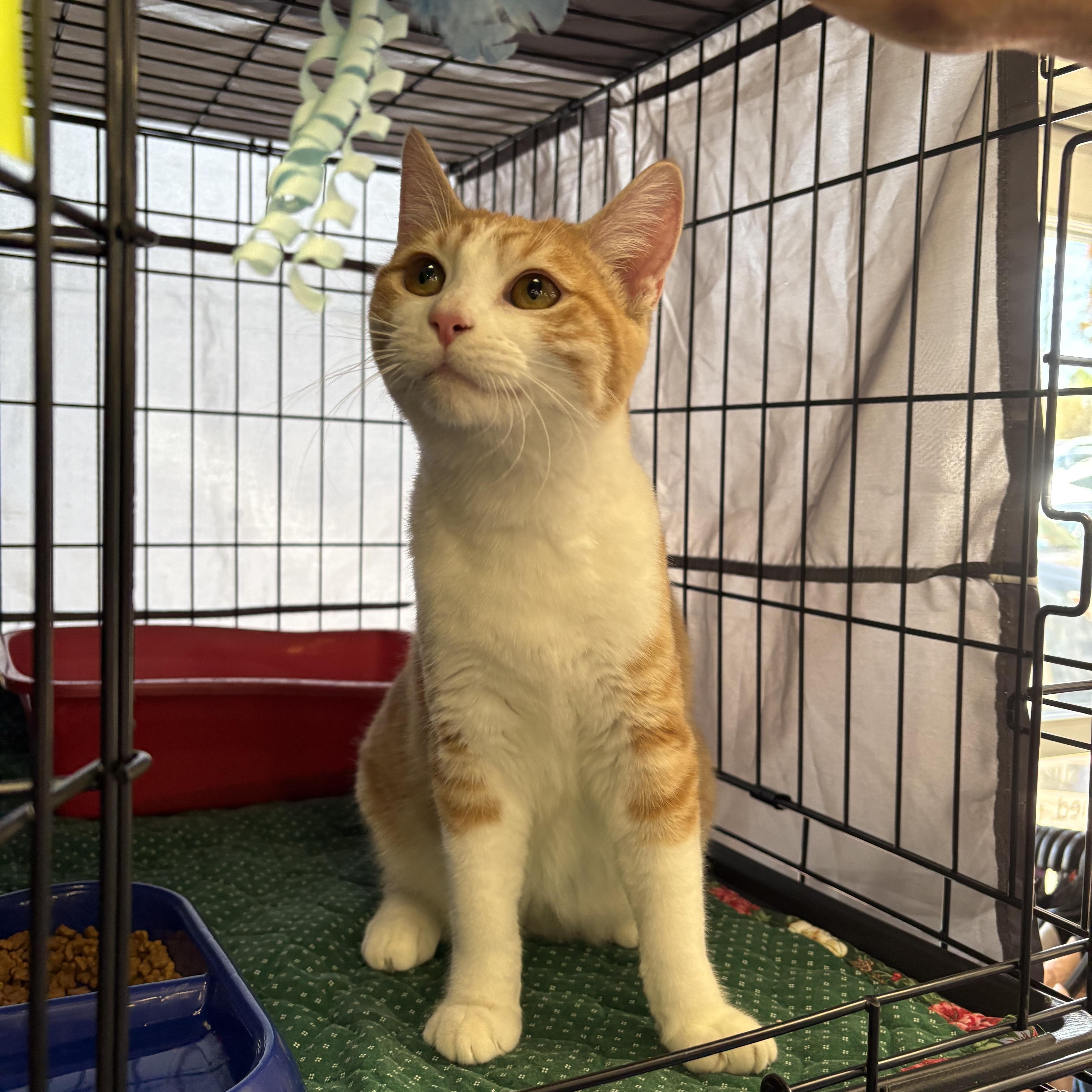 Turmeric/Goldie, a Adoptable Domestic Short Hair in La Canada, CA image 2/3